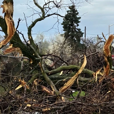 les branches et les troncs