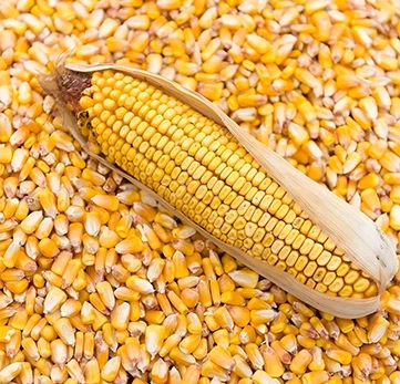 دانه‌های ذرت