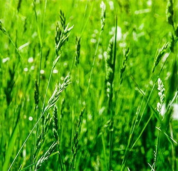 Ryegrass