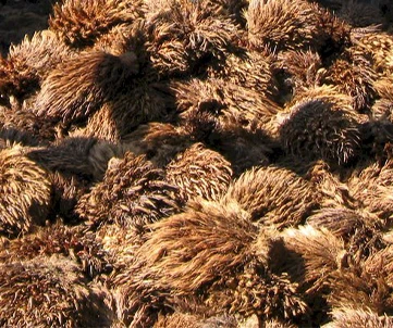empty palm fruit bunches