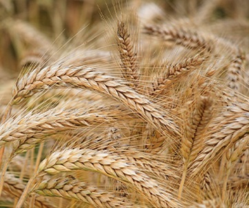 wheat straw