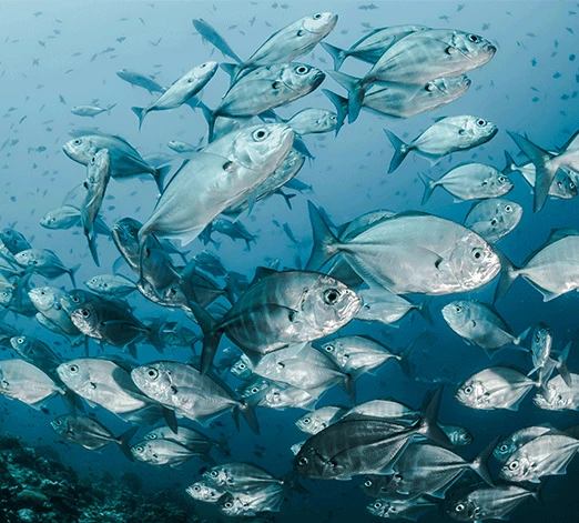 peixe