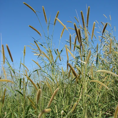 नेपियर घास