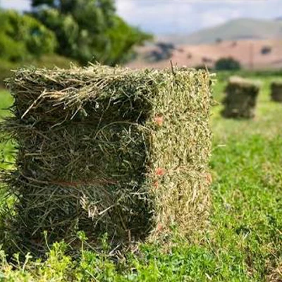 अल्फाल्फा भूसा का चौकोर गट्ठा