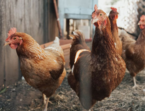 Poultry