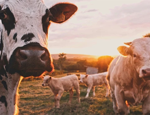 Livestock