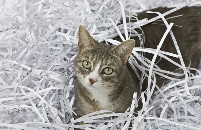 paper cat litter
