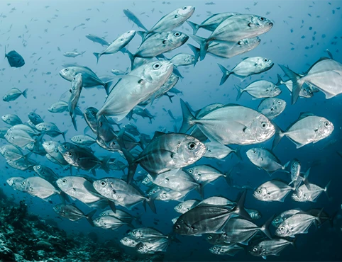 fish