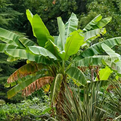 Hojas de plátano
