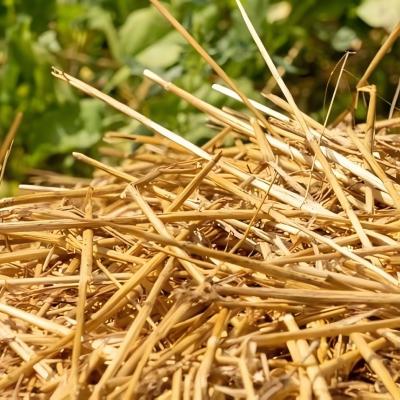Paille de blé