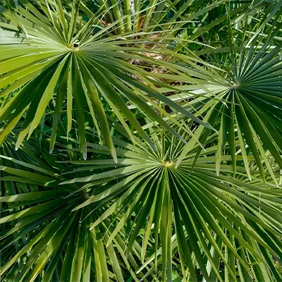 Hojas de palmera