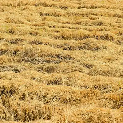 Paille de riz
