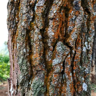 Corteza de árbol