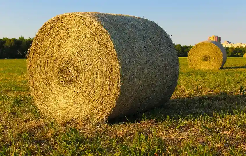 тюк сіна з люцерни