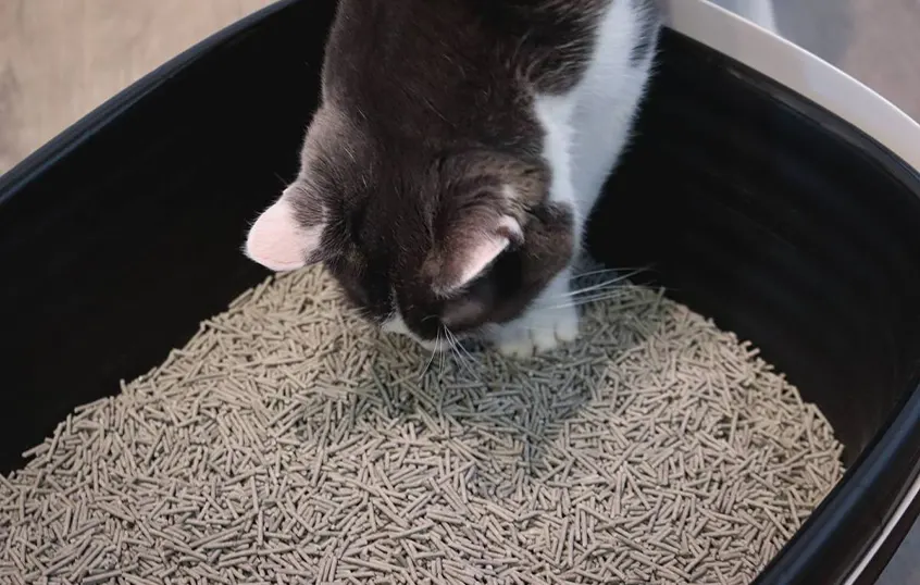 Котячий наповнювач 